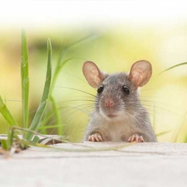 Công ty diệt chuột Lâm Đồng - Dịch vụ diệt chuột hiệu quả, chuyên nghiệp