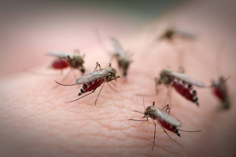 Công ty diệt côn trùng Sao Mai - Dịch vụ phun diệt muỗi tại Ninh Thuận. Phòng chống côn trùng gây bệnh hại hiệu quả