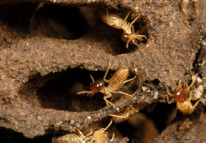 Tư vấn 24/7 dịch vụ diệt mối tận gốc tại nhà ở tỉnh Khánh Hòa