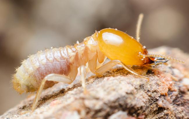 Giải pháp diệt mối tận gốc tại Hà Nội đem lại hiệu quả tối ưu nhất cho khách hàng