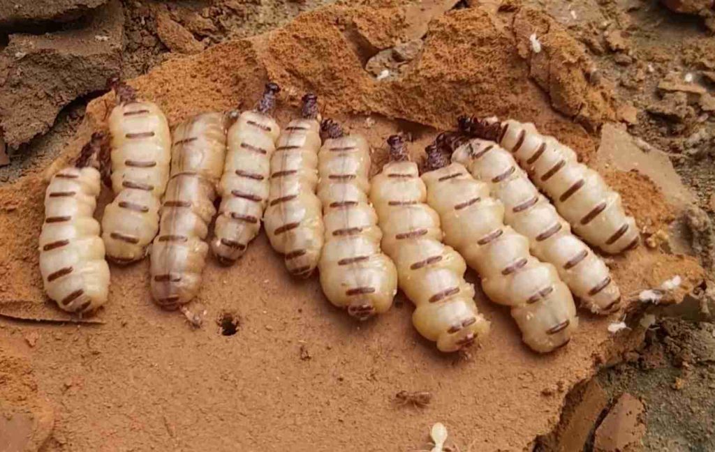 Thương hiệu kiểm soát mối và dịch vụ diệt mối tận gốc tại nhà ở quận Gia Lâm