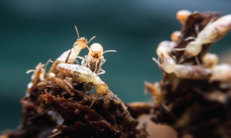 Cung cấp phương pháp kiểm soát mối cùng dịch vụ diệt mối tận gốc tại nhà ở huyện Hoài Đức