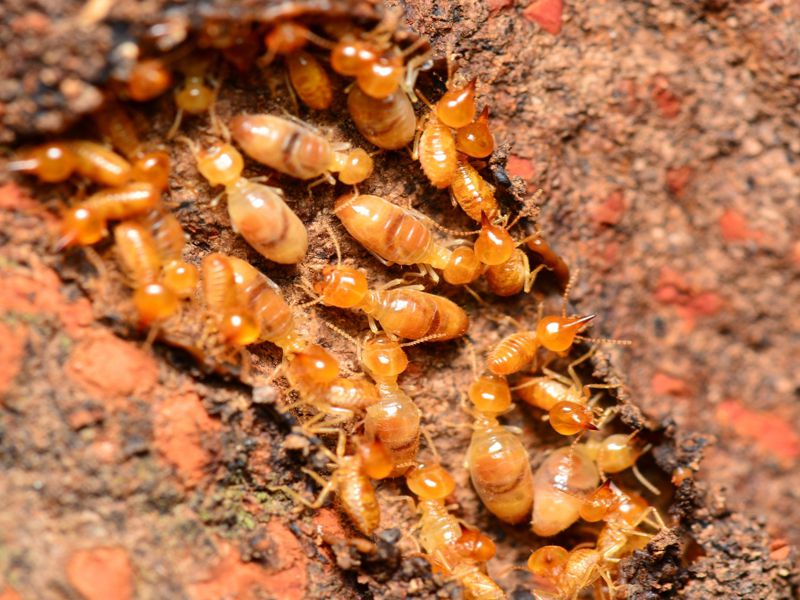 Diệt mối tận gốc tại nhà ở Quảng Bình tiết kiệm chi phí hiệu quả