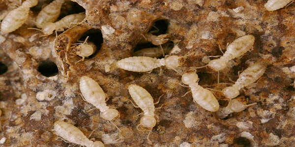 Phương án phòng mối - Diệt mối tận gốc tại nhà ở Quảng Trị tối ưu nhất