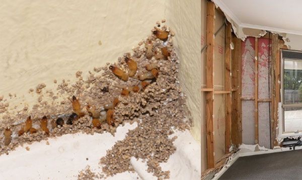 Những lý do cần phải phòng mối cho các công trình xây dựng mới? Chia sẻ từ Diệt mối Sao Mai?