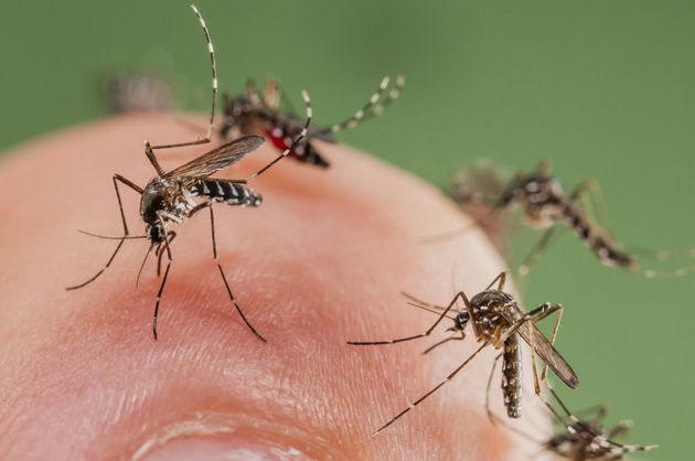 Công ty diệt côn trùng Sao Mai - Dịch vụ phun diệt muỗi tại Cao Bằng. Phòng chống côn trùng gây bệnh hại hiệu quả