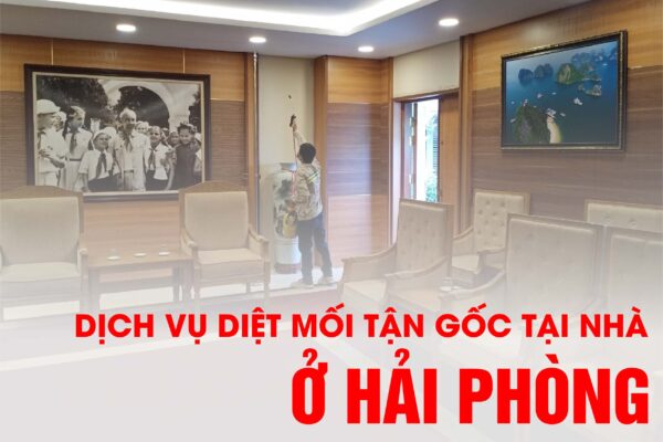 Dịch vụ chất lượng cao - Diệt mối tận gốc tại nhà ở Hải Phòng