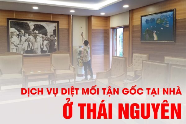 Dịch vụ phòng mối và diệt mối tận gốc tại nhà ở Thái Nguyên