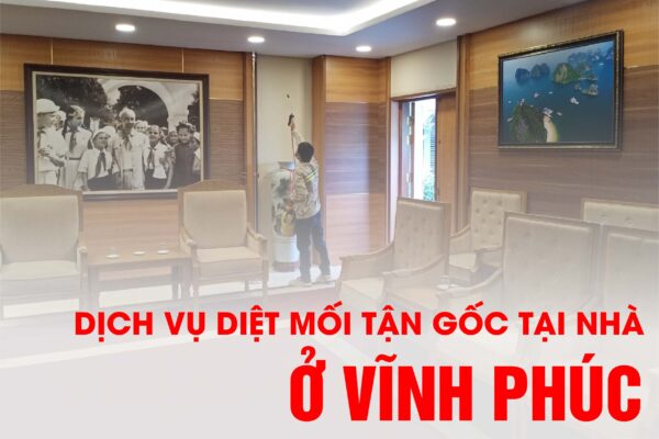 Diệt mối tận gốc tại nhà ở Vĩnh Phúc - Bảo về ngôi nhà và sức khỏe của bạn