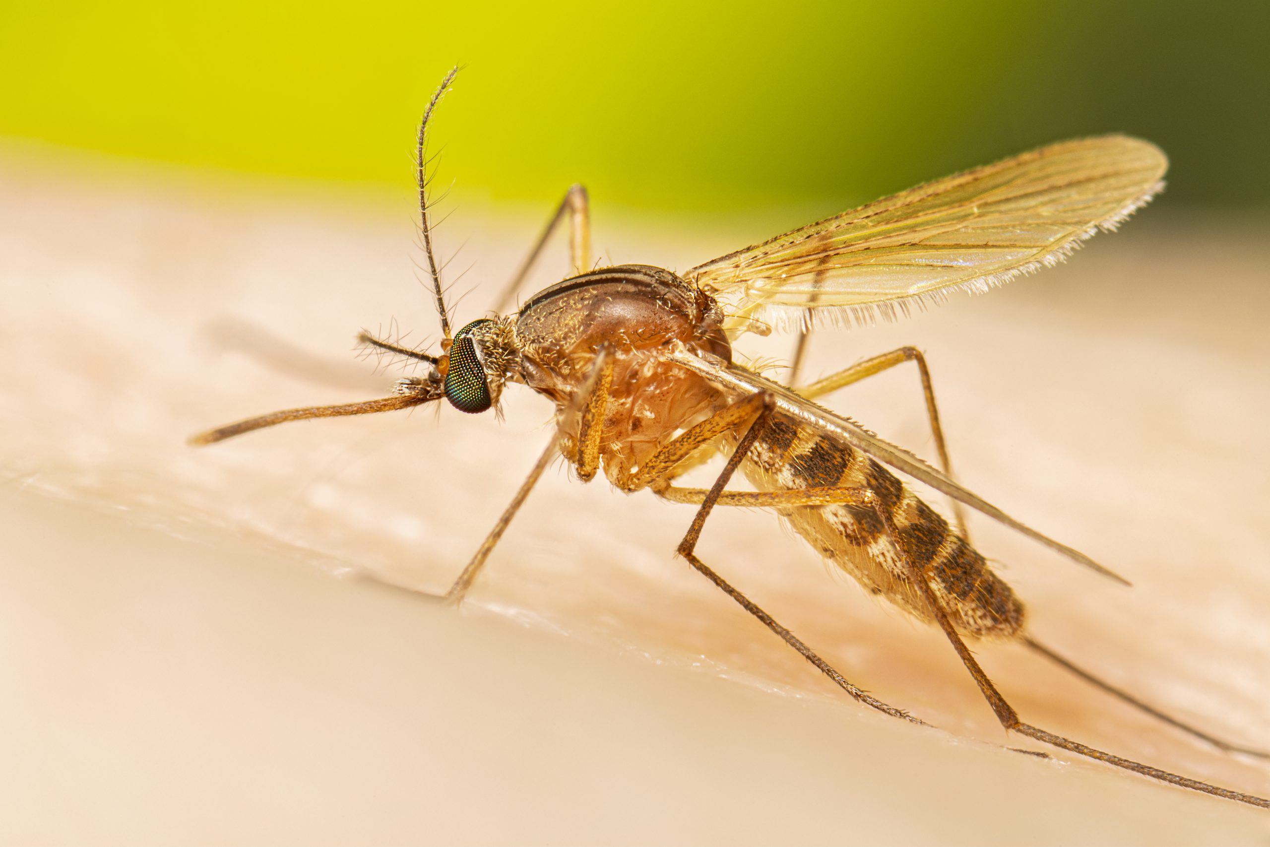 Công ty diệt côn trùng Sao Mai - Dịch vụ phun diệt muỗi tại Bắc Giang. Phòng chống côn trùng gây bệnh hại hiệu quả