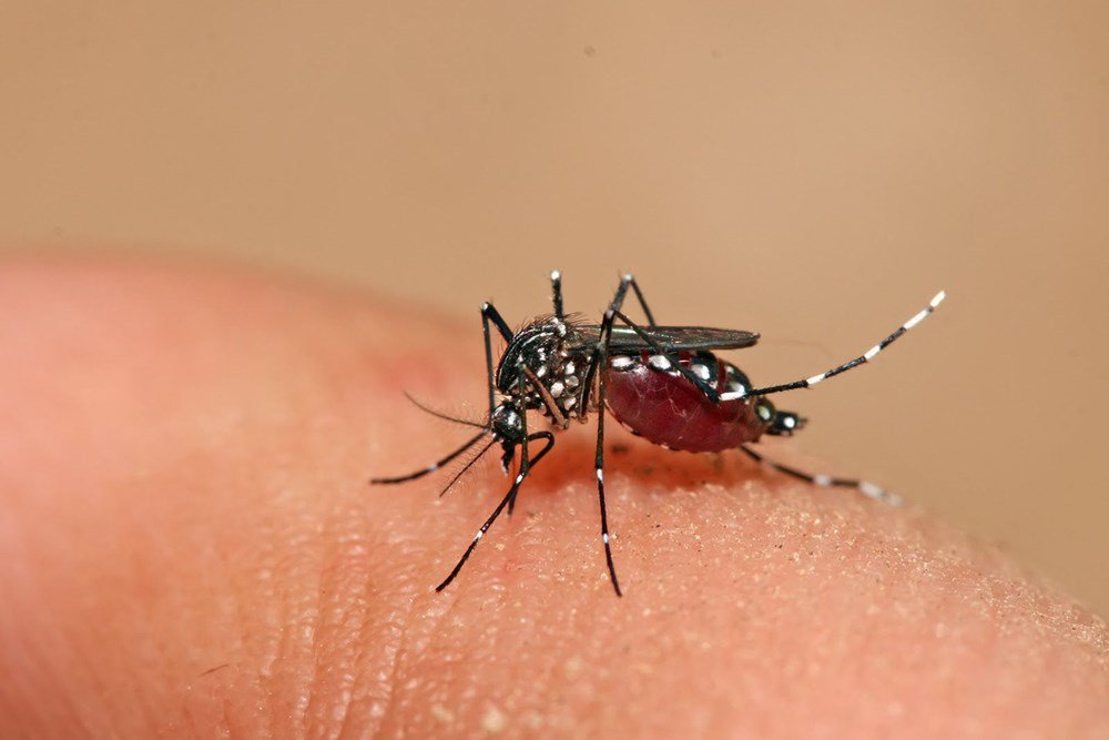 Công ty diệt côn trùng Sao Mai - Dịch vụ phun diệt muỗi tại Long An. Phòng chống côn trùng gây bệnh hại hiệu quả
