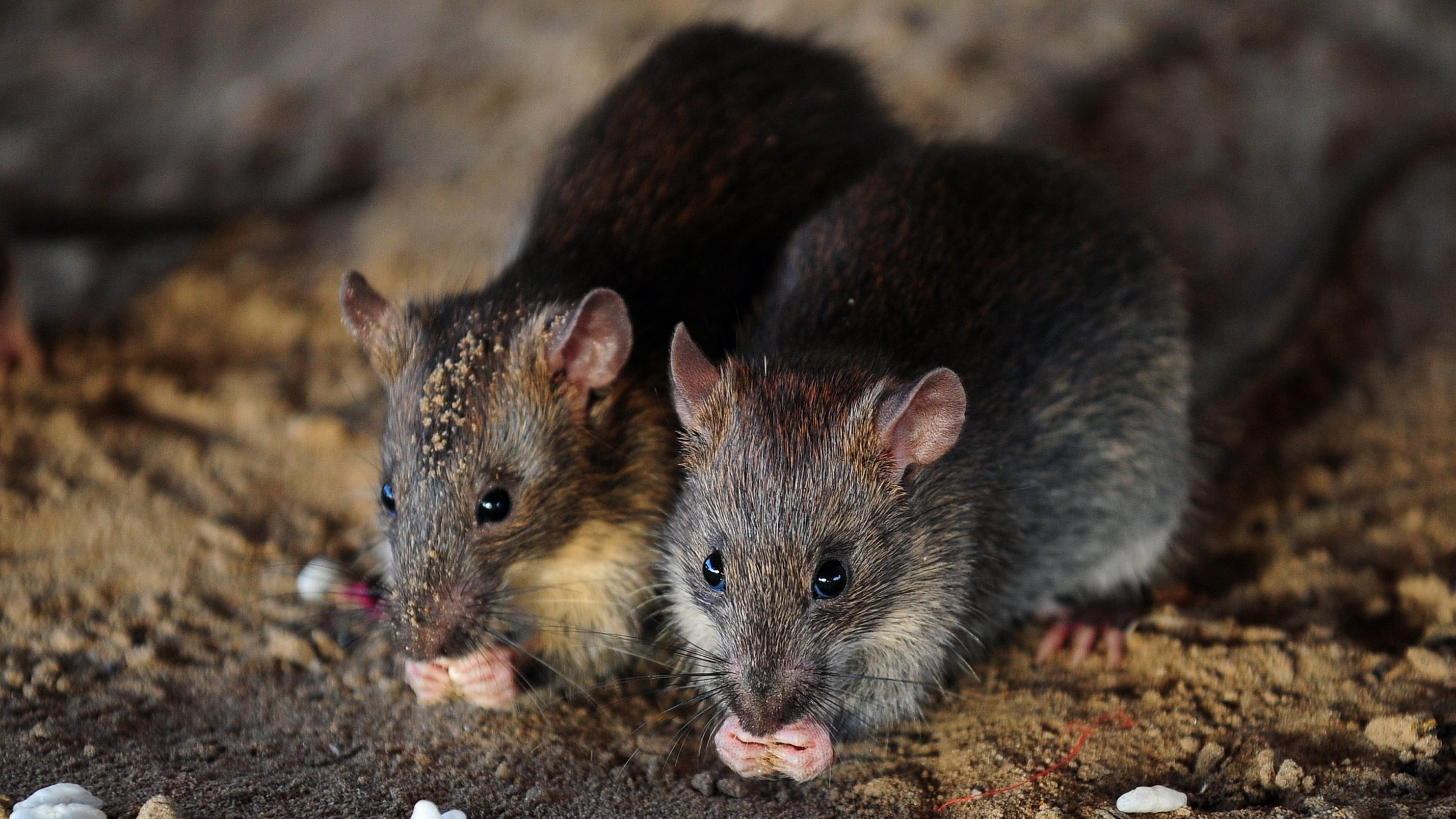 Công ty diệt chuột Thái Nguyên - Dịch vụ diệt chuột hiệu quả, chuyên nghiệp