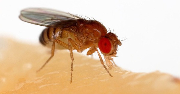 Vài điều về ruồi giấm và cách diệt ruồi giấm hiệu quả tại nhà