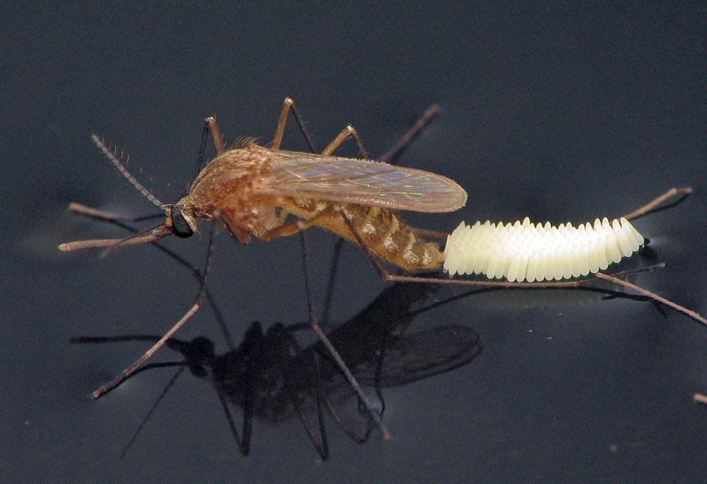 Công ty diệt côn trùng Sao Mai - Dịch vụ phun diệt muỗi tại Bắc Kạn. Phòng chống côn trùng gây bệnh hại hiệu quả
