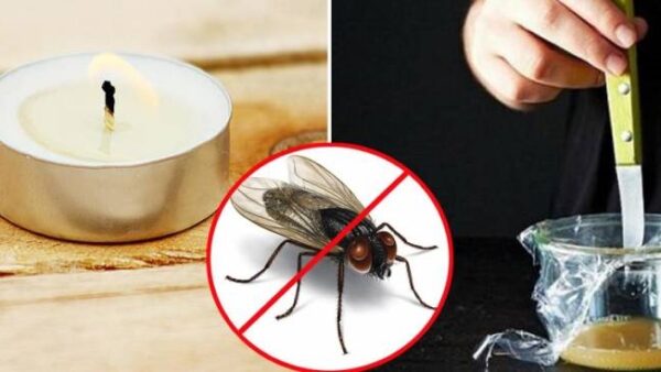 Gợi ý những cách đuổi và diệt ruồi cực kỳ hiệu quả