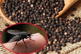 Tất tần tật về loài ruồi và những chia sẻ về phương pháp diệt ruồi hiệu quả nhất?